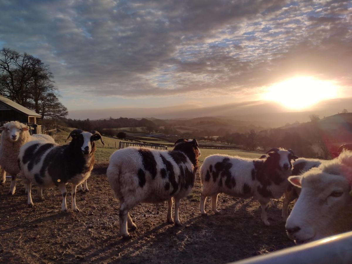 Sheep Dip Cottage - 5* Cyfie Farm, With Log Burner And Private Hot Tub Llanfyllin Exteriör bild